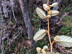 Pomaderris prunifolia