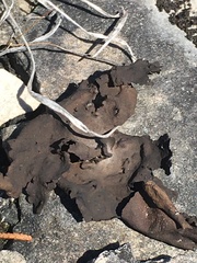 Dermatocarpon dolomiticum