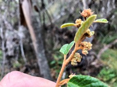 Pomaderris prunifolia
