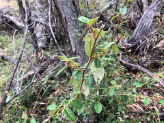 Pomaderris prunifolia