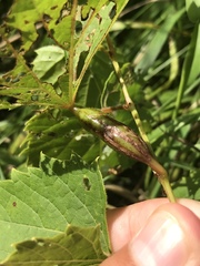 Neolasioptera vitinea