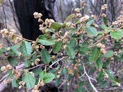 Pomaderris prunifolia
