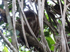 Otus rutilus rutilus