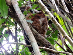Otus rutilus rutilus