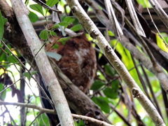 Otus rutilus rutilus