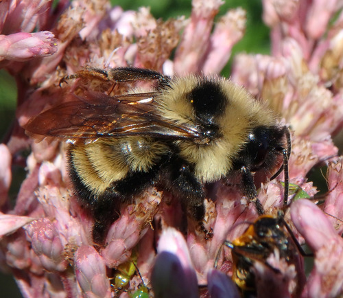 Lemon Cuckoo Bumble Bee