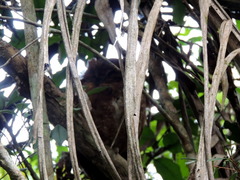 Otus rutilus rutilus