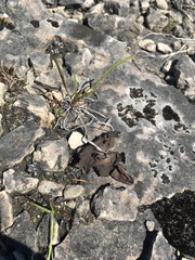 Dermatocarpon dolomiticum