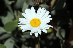 Leucanthemum maximum