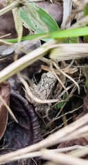 Pristimantis thectopternus