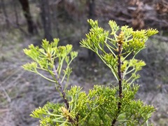 Petrophile canescens