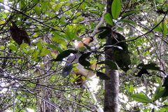 Propithecus diadema