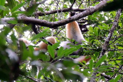 Propithecus diadema