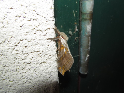 Silver-spotted Ghost Moth photo 2