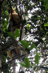 Propithecus diadema