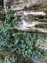 Heuchera parviflora saurensis