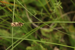 Carex diandra