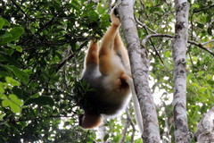 Propithecus diadema