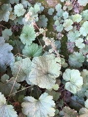 Heuchera parviflora saurensis