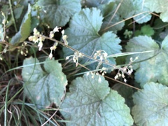 Heuchera parviflora saurensis