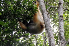 Propithecus diadema