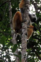 Propithecus diadema