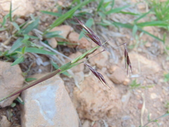 Bouteloua radicosa