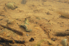 Favonigobius reichei