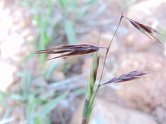 Bouteloua radicosa