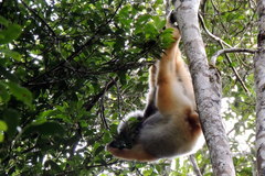 Propithecus diadema
