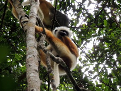 Propithecus diadema