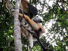Propithecus diadema