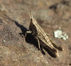 Sigaus campestris