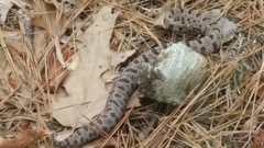 Sistrurus miliarius streckeri