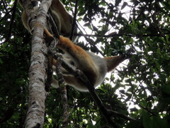 Propithecus diadema