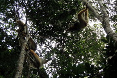 Propithecus diadema