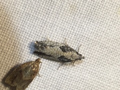 Epinotia nisella