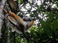 Propithecus diadema