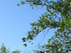 Ulmus × intermedia