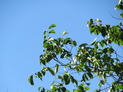 Ulmus × intermedia
