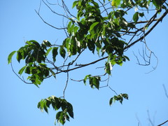 Ulmus × intermedia