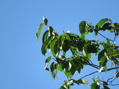 Ulmus × intermedia