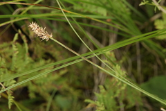 Carex diandra