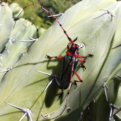 Stenaspis verticalis