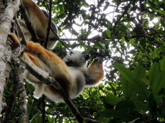 Propithecus diadema