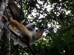 Propithecus diadema