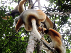 Propithecus diadema