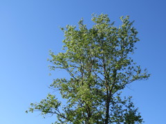 Ulmus × intermedia