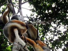 Propithecus diadema