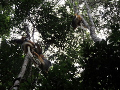Propithecus diadema